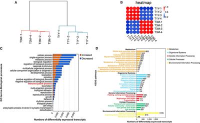 Integrating miRNA and mRNA Profiling to Assess the Potential miRNA–mRNA Modules Linked With Testicular Immune Homeostasis in Sheep